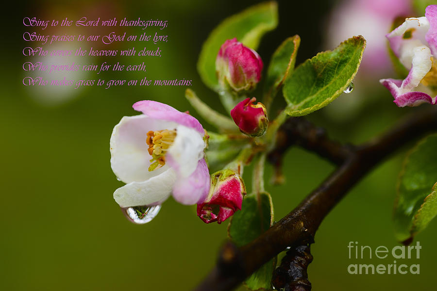 Apple Blossom Raindrops #1 Photograph by Thomas R Fletcher