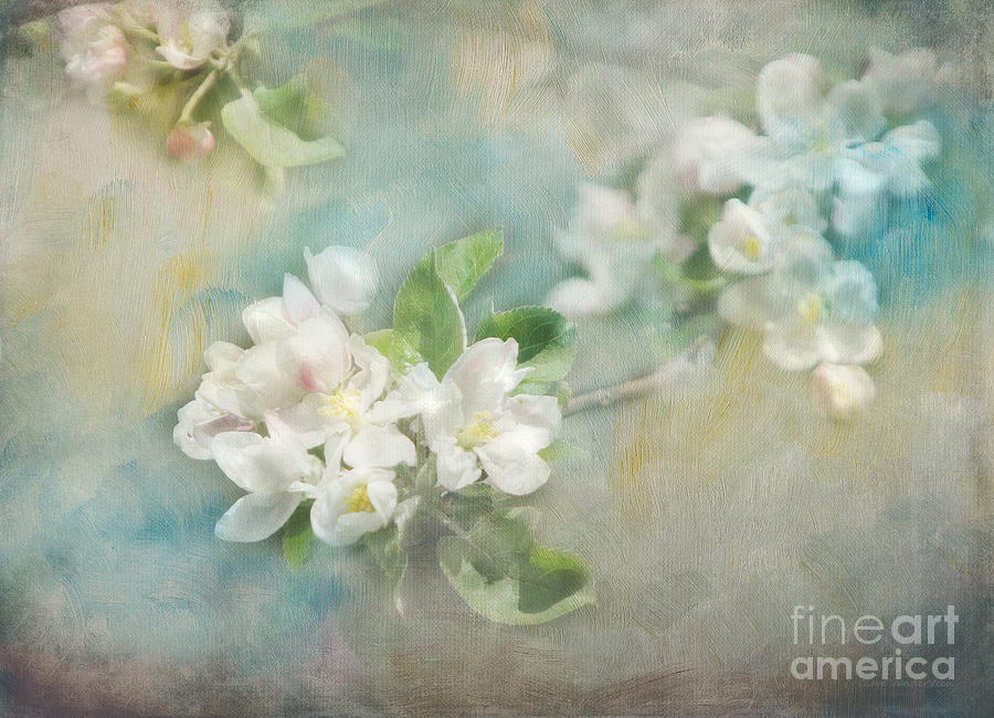 Apple Blossom Time #1 Photograph by Clare VanderVeen