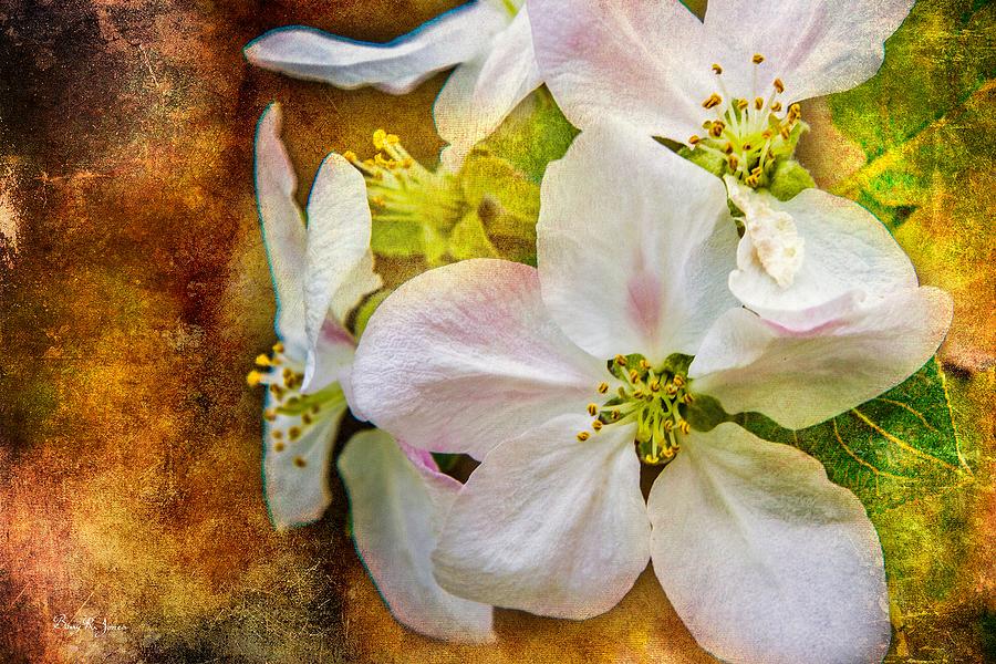 Apple Blossoms #1 Photograph by Barry Jones