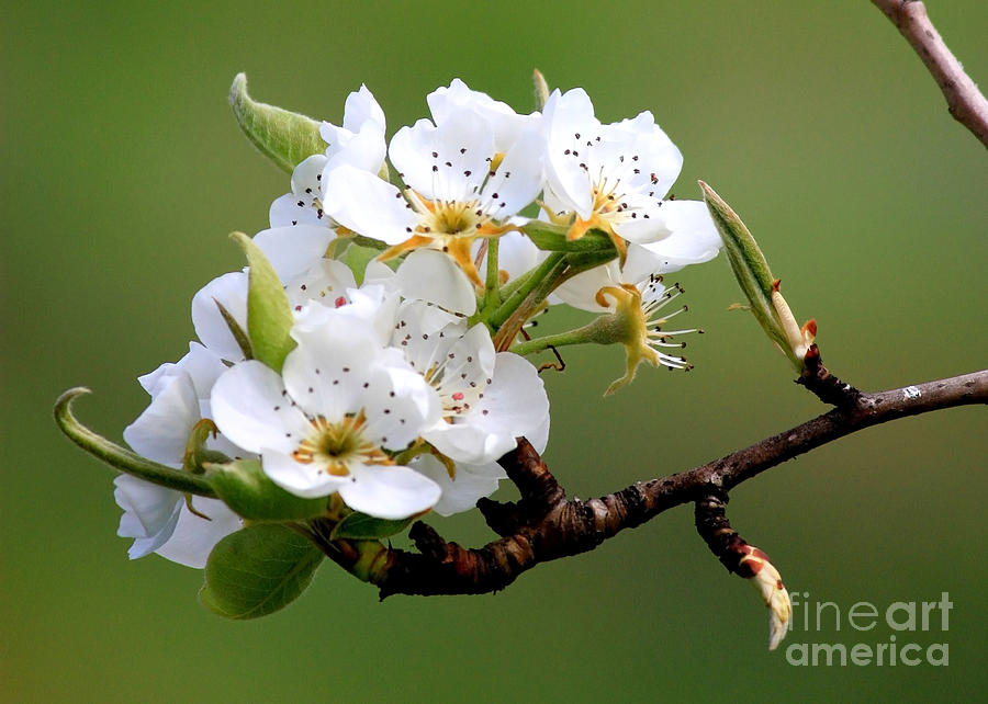 Apple Blossoms #2 Photograph by Carol Groenen
