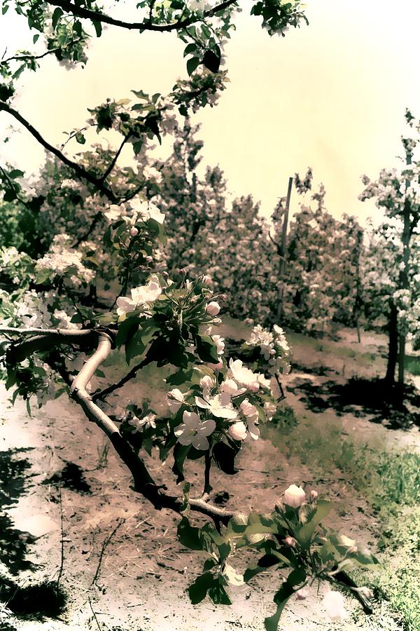 Apple Blossoms #1 Photograph by Michelle Calkins