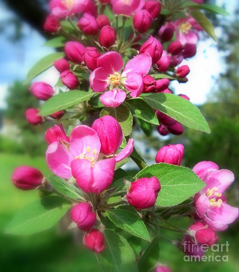 Apple Blossoms #1 Photograph by Peggy Miller