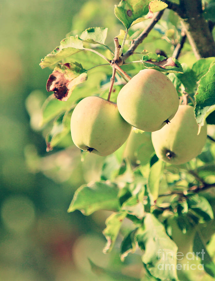 Apple Branch Photograph