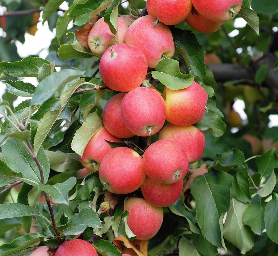 Apple (malus Domestica gala) #1 Photograph by Bildagentur-online/mcphoto-muller/science Photo Library