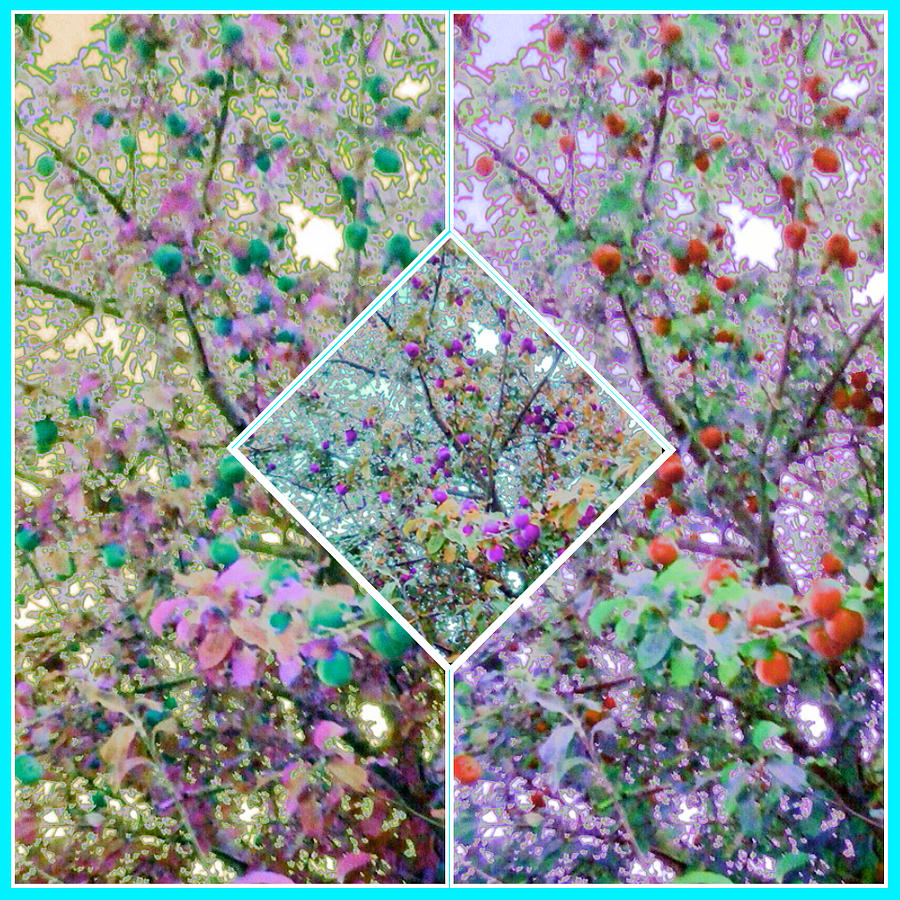 Apple Tree Collage #2 Photograph by Candy Floss Happy