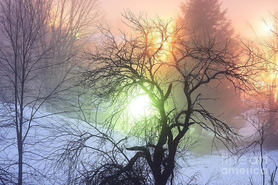 Apple Tree in Winter Fog #1 Photograph by Thomas R Fletcher