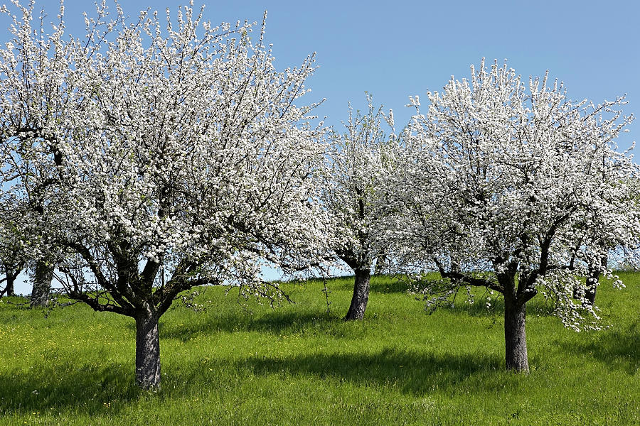 Apple Trees In Full Bloom #1 Photograph by Wilfried Krecichwost
