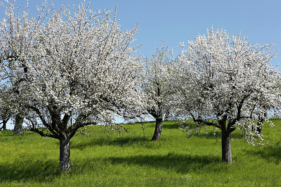 apple tree in bloom