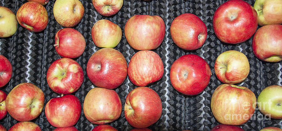 Apples #1 Photograph by Steven Ralser