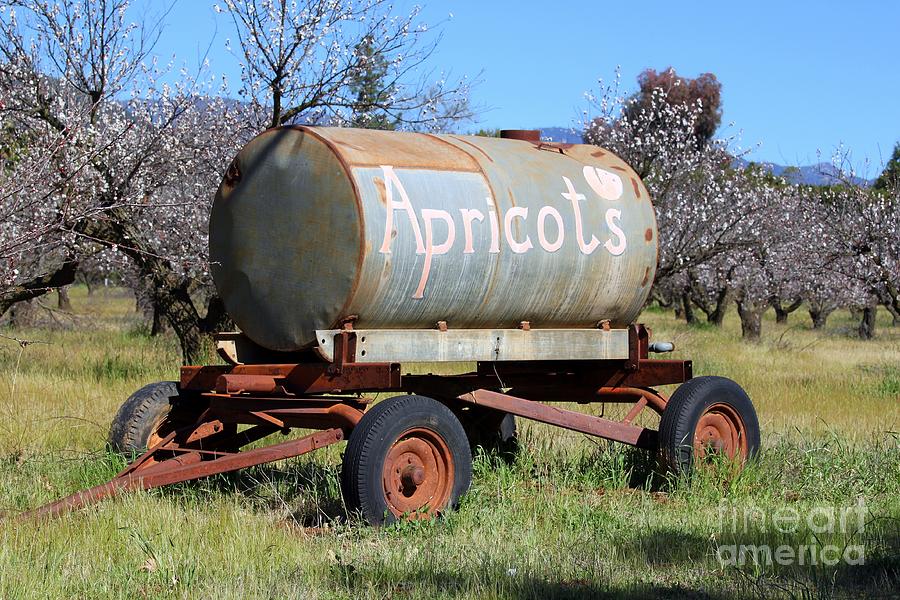 Apricots #1 Photograph by Henrik Lehnerer