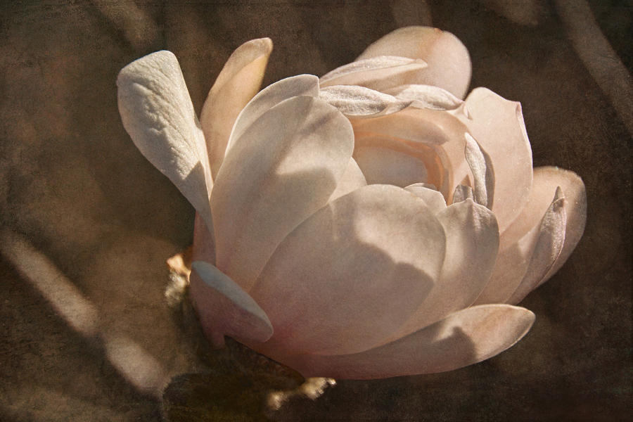 April Morning Magnolia  #1 Photograph by Theo OConnor