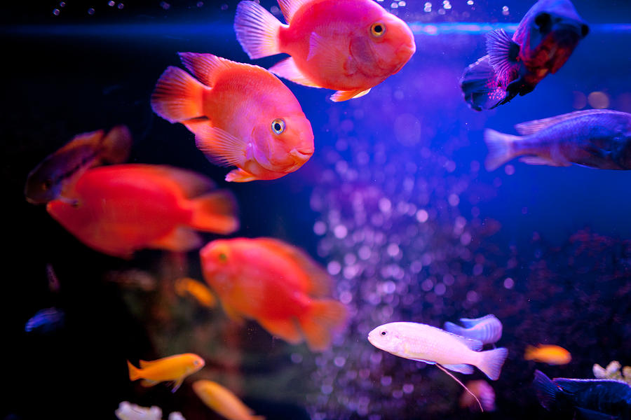 Fish Photograph - Aquarium Life #1 by Anna Bryukhanova