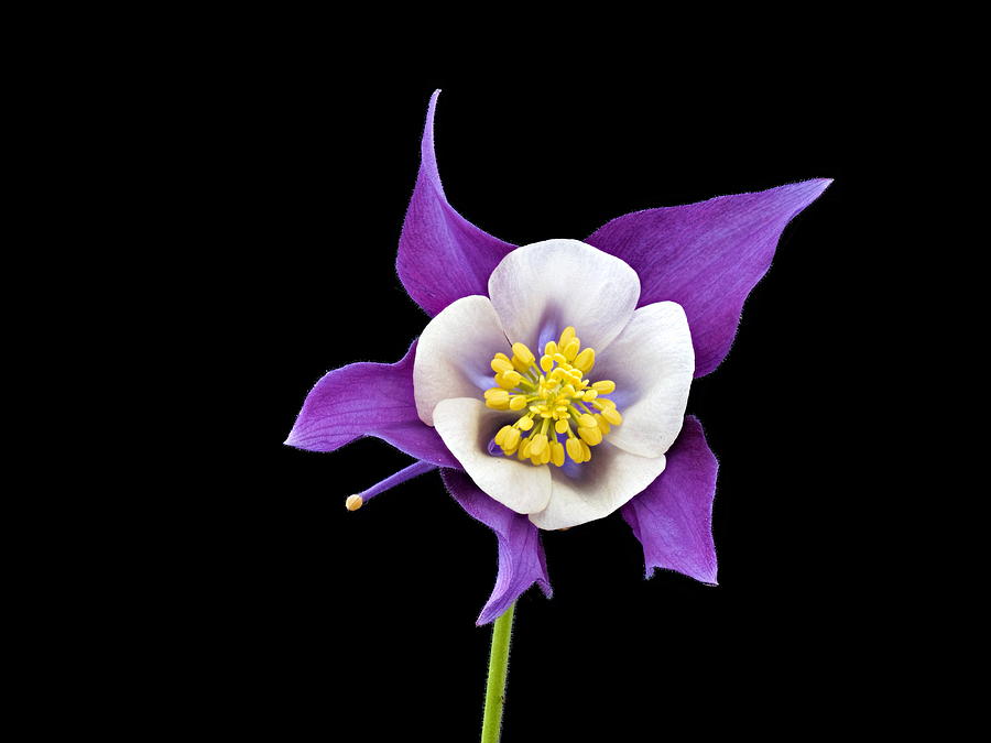 Flowers Still Life Photograph - Aquilegia - Purple #1 by Paul Gulliver
