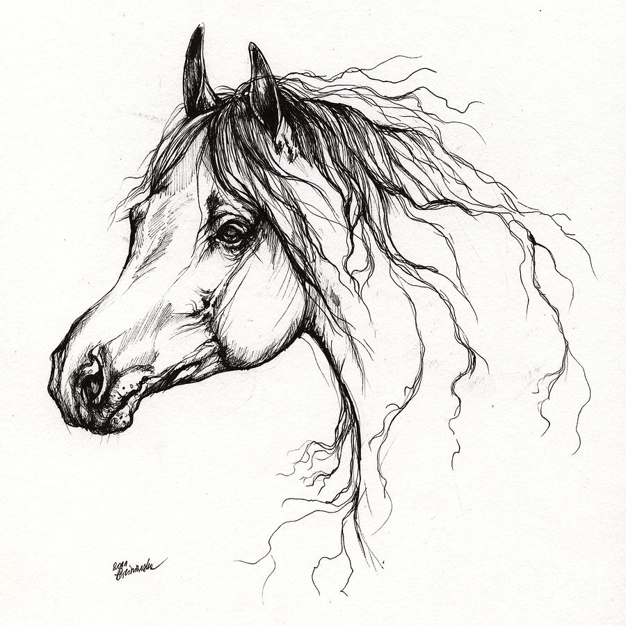 Arabian Horse Drawing 37 Drawing by Angel Tarantella