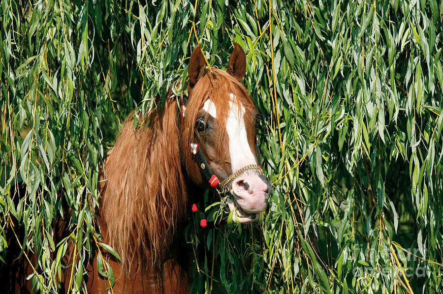 Arabian Horse #1 Photograph by Gabriele Boiselle