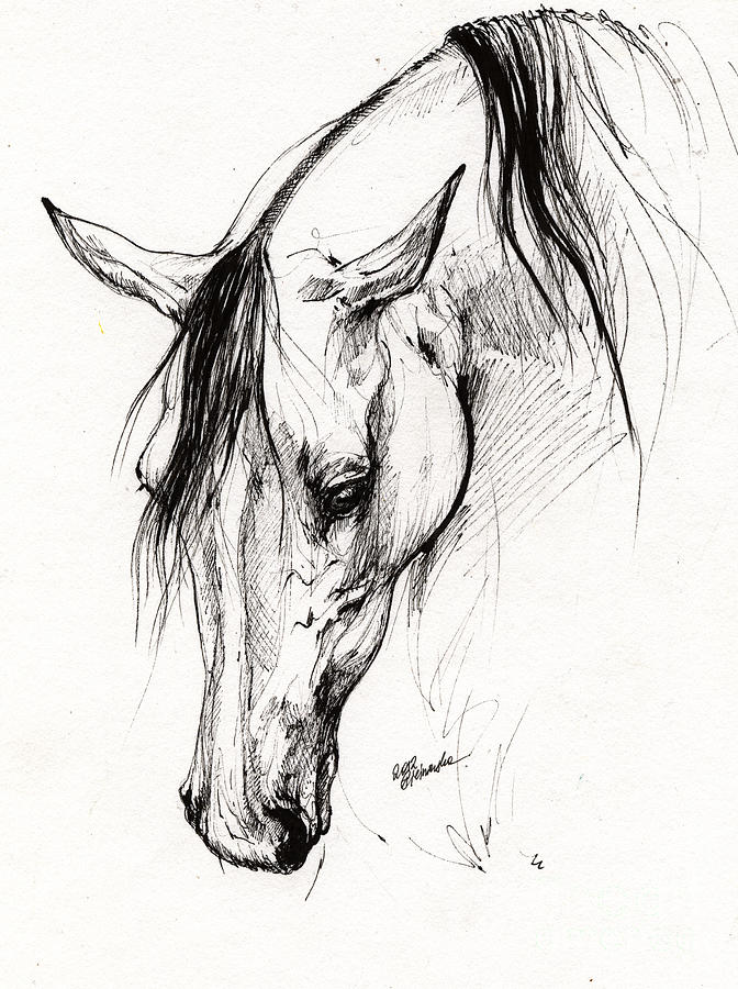 Arabian Horse Ink Drawing 6 Drawing by Angel Ciesniarska