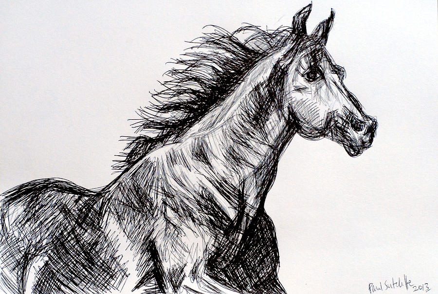 Arabian Horse Drawing by Paul Sutcliffe