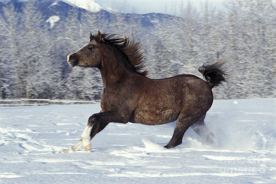 Arabian Horse #2 Photograph by Rolf Kopfle