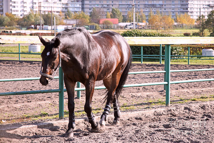 Moscow Photograph - Arabian horses #2 by Lali Kacharava