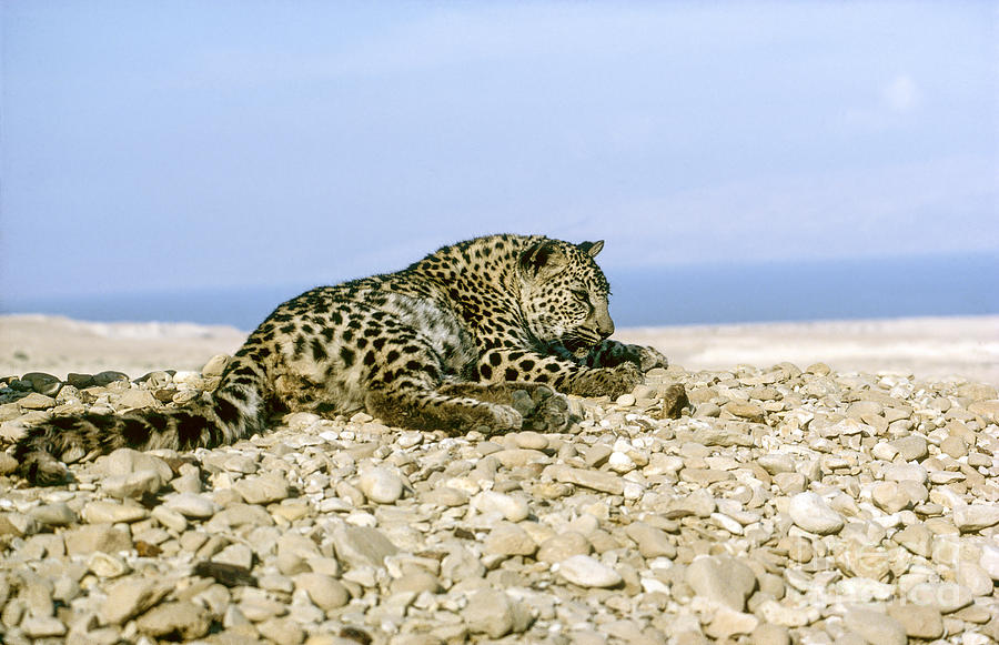 Arabian leopard Panthera pardus 1 #1 Photograph by Eyal Bartov