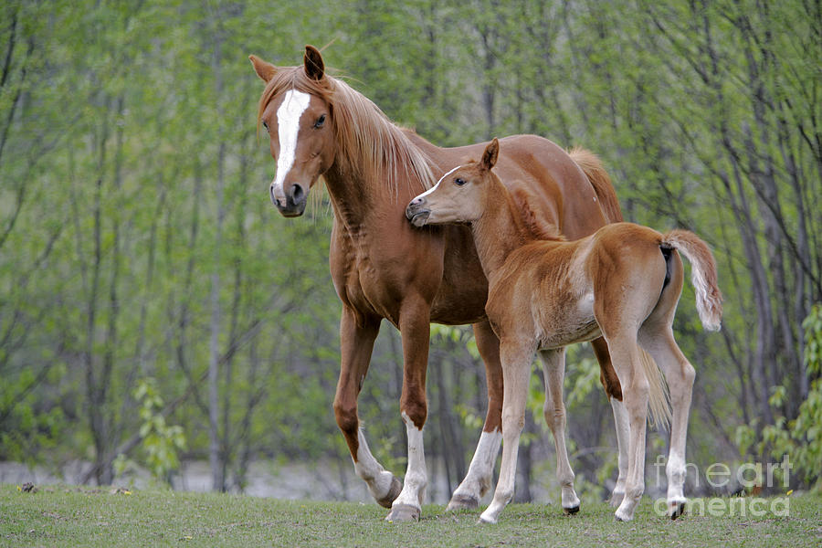Arabian Mare And Foal #3 Photograph by Rolf Kopfle