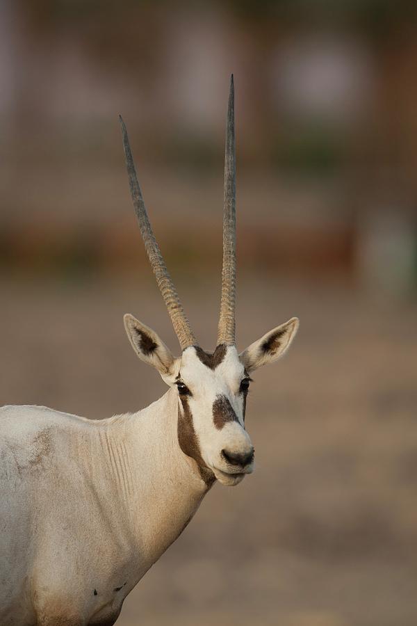 Arabian Oryx (oryx Leucoryx) #1 Photograph by Photostock-israel