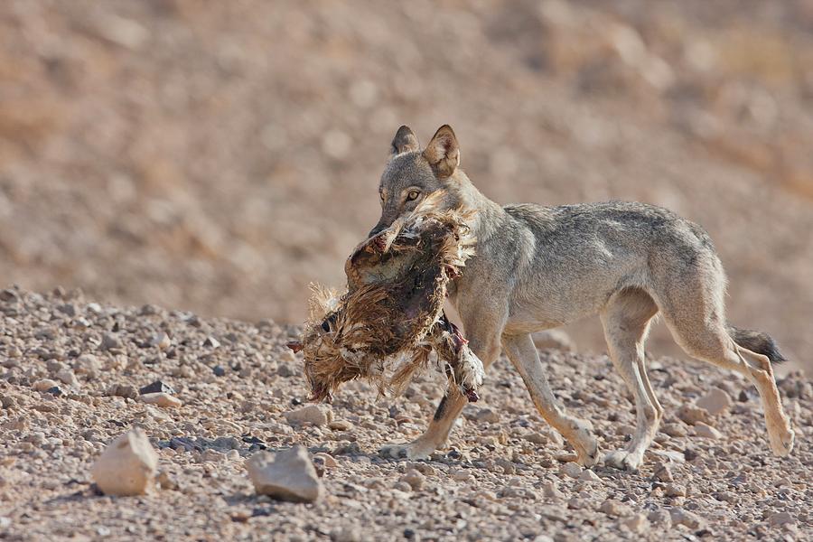 Arabian Wolf (canis Lupus Arabs) #1 Photograph by Photostock-israel
