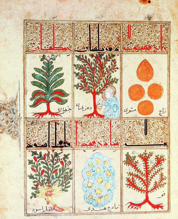 Herb Photograph - Arabic Manuscript Artworks Of Medicinal Herbs #1 by Jean-loup Charmet/science Photo Library