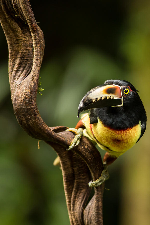 Aracari in Costa Rica #1 Photograph by Natural Focal Point Photography