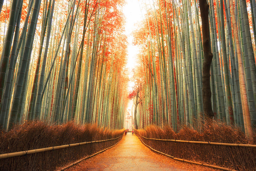 Arashiyama Bamboo Forest in Kyoto, Japan #1 Photograph by FilippoBacci