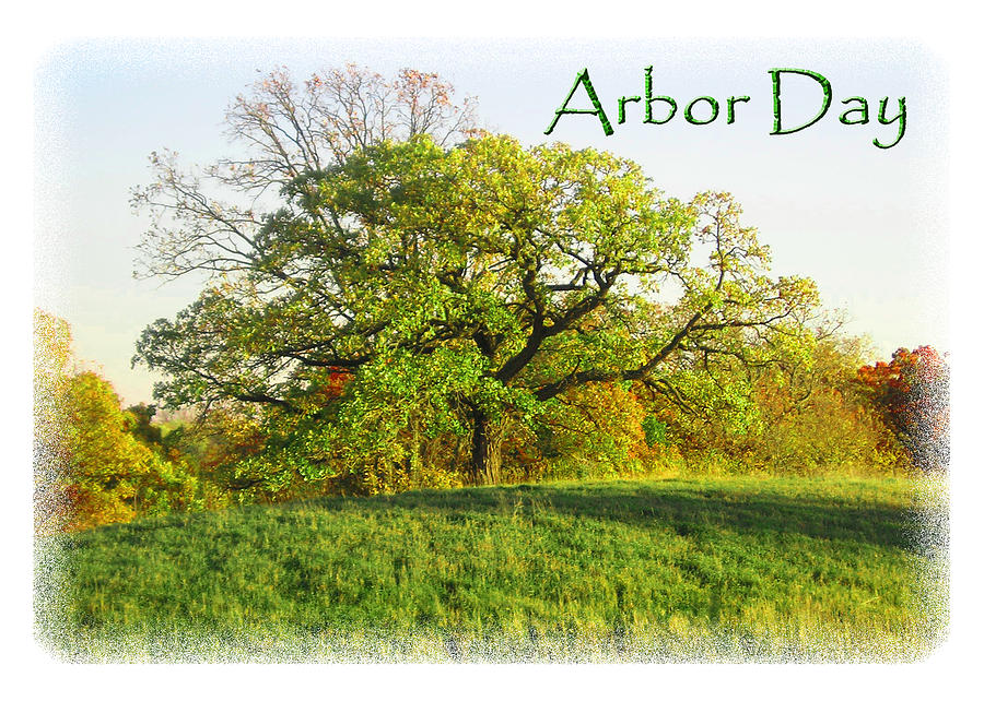 Wildlife Photograph - Arbor Day Tree #1 by Jeanette K