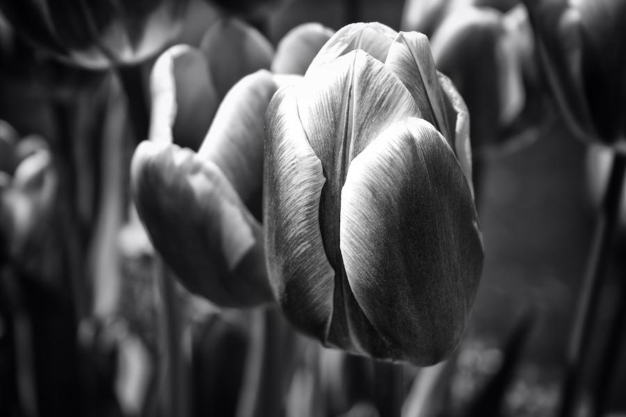 Arboretum Tulips #1 Photograph by Ben Shields