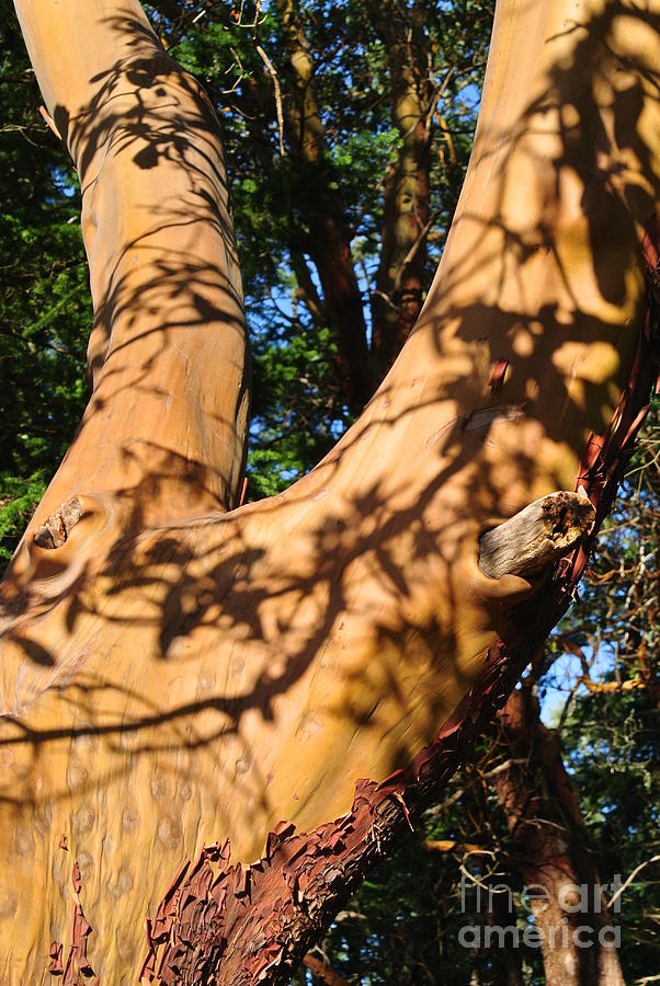 Arbutus Tree Photograph by Sharron Cuthbertson