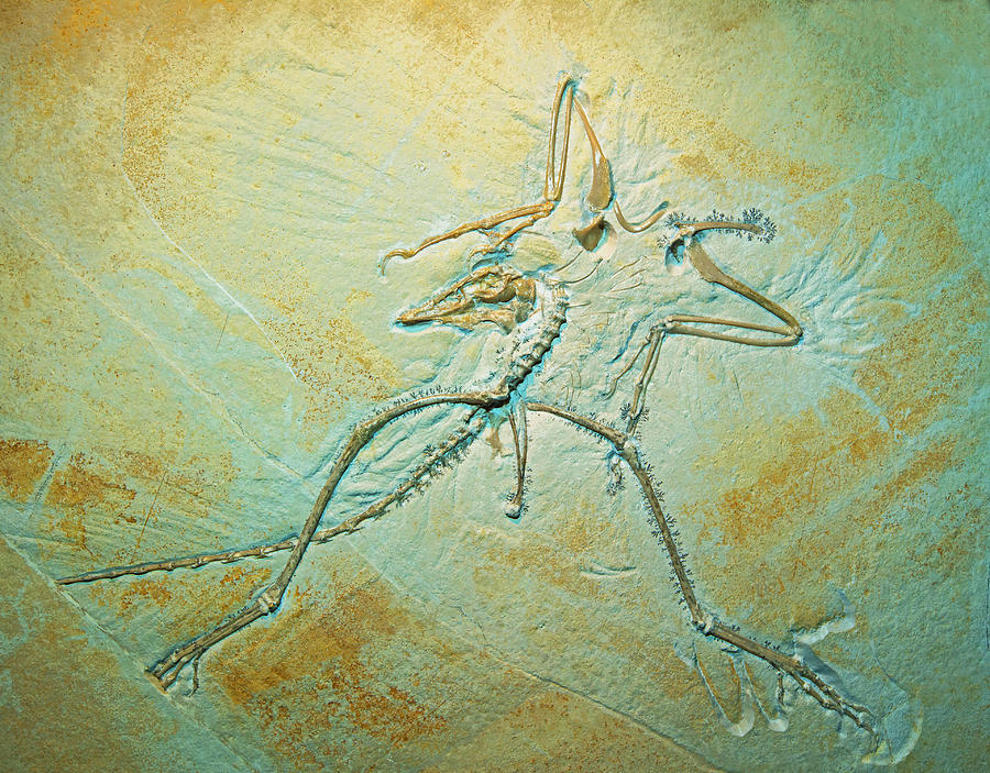 Archaeopteryx Fossil #3 Photograph by Millard H Sharp