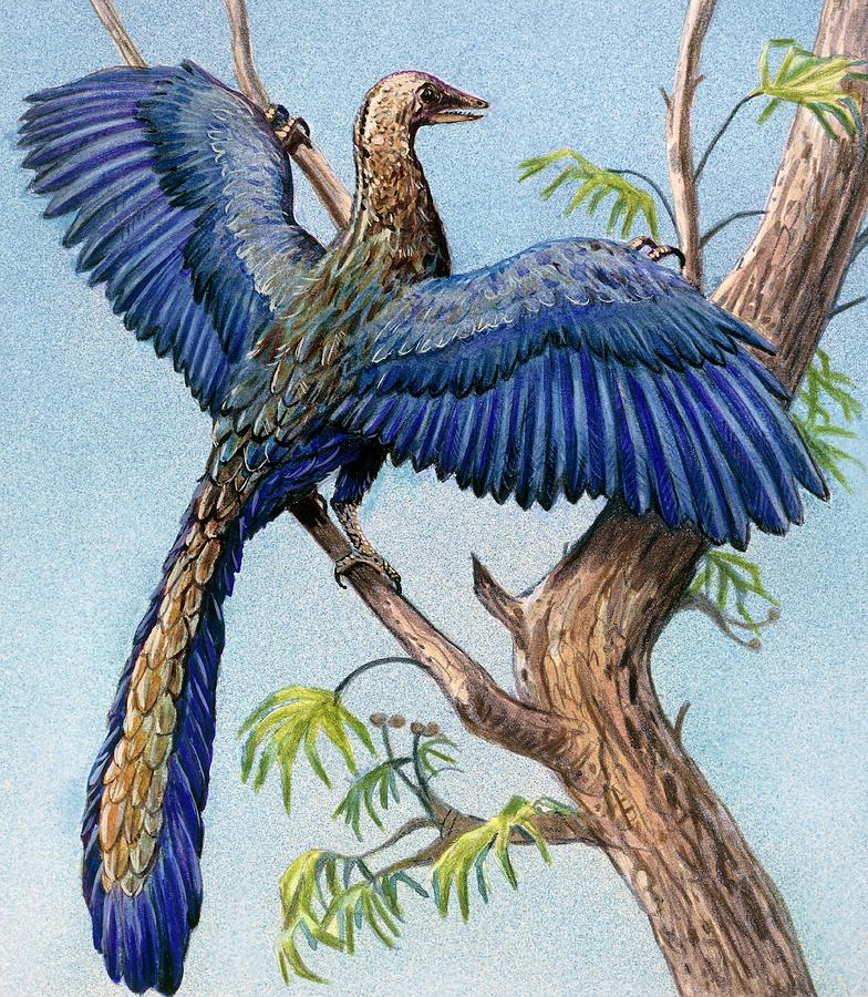 Archaeopteryx Photograph by Michael Long/science Photo Library