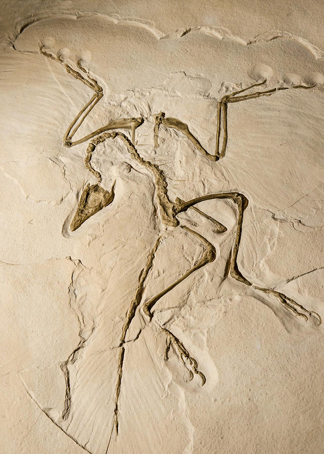 Archaeopteryx #1 Photograph by Millard H. Sharp