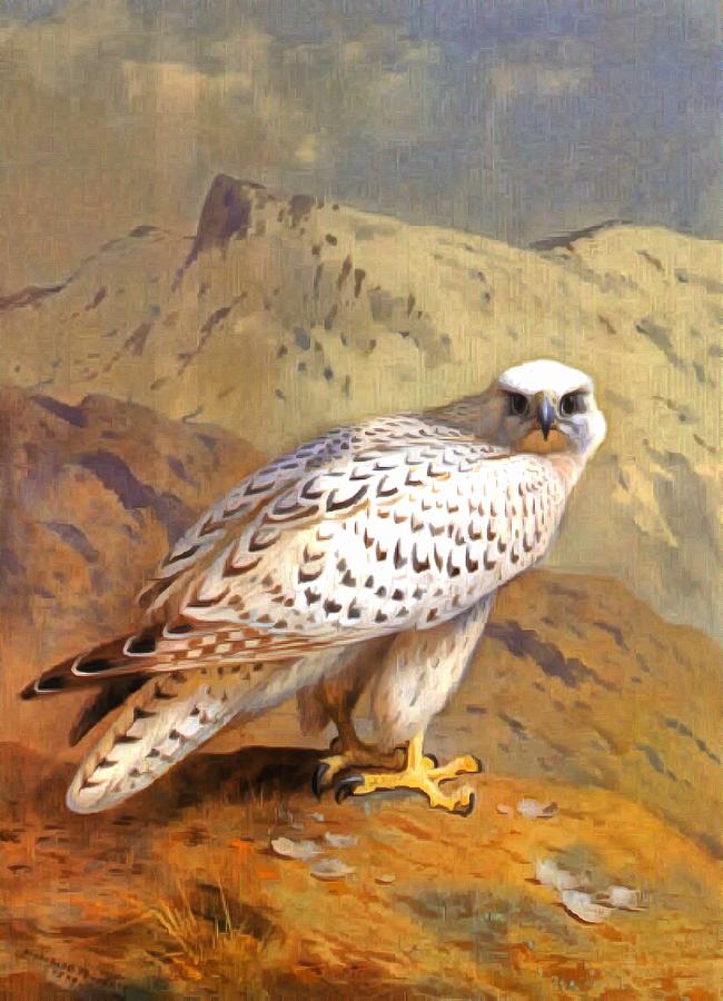 Greenland Falcon Painting by Archibald Thorburn