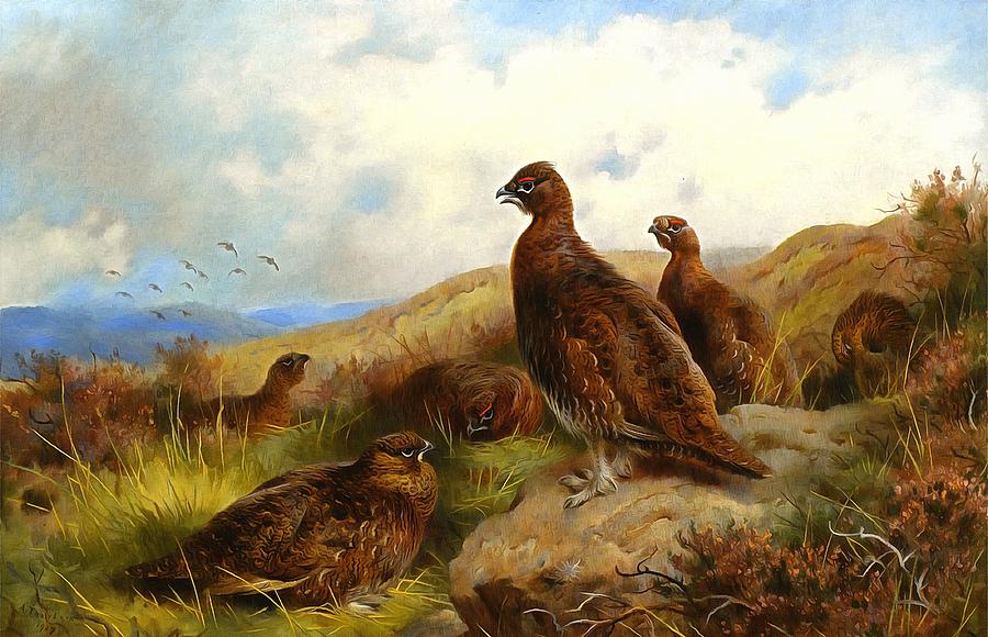 Red Grouse Painting by Archibald Thorburn