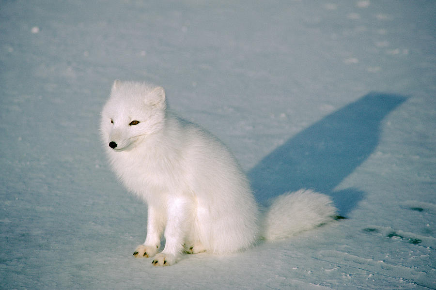 Fox Photograph - Arctic Fox Alopex Lagopus In Winter #1 by Dan Guravich
