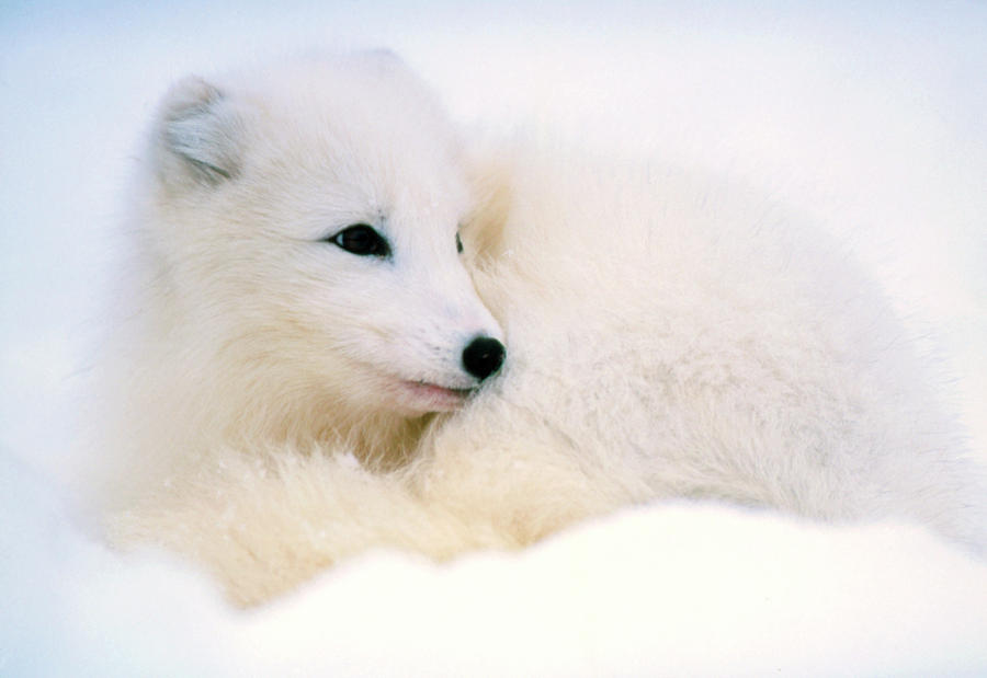 Arctic Fox (alopex Lagopus) Lying In Snow #1 Photograph by John Beatty/science Photo Library