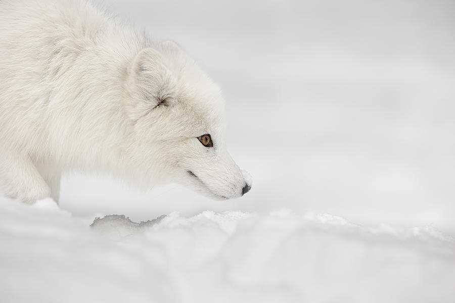 Arctic Fox #1 Photograph by Andy Astbury