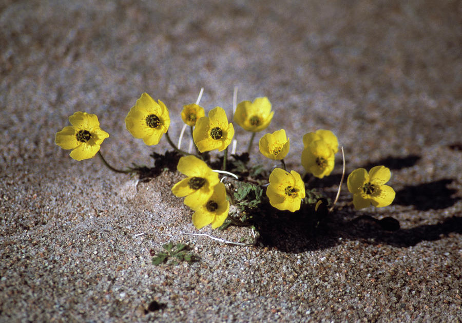 Arctic Poppies #1 Photograph by Simon Fraser/science Photo Library