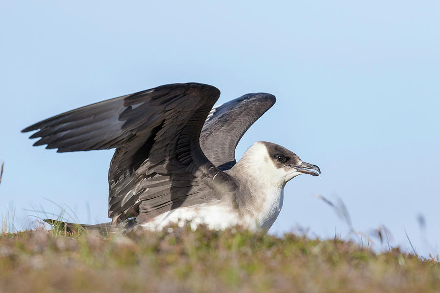 Aggressive Photograph - Arctic Skua Or Parasitic Jaeger Or by Martin Zwick Aggressive Photograph - Arctic Skua Or Parasitic Jaeger Or by Martin Zwick