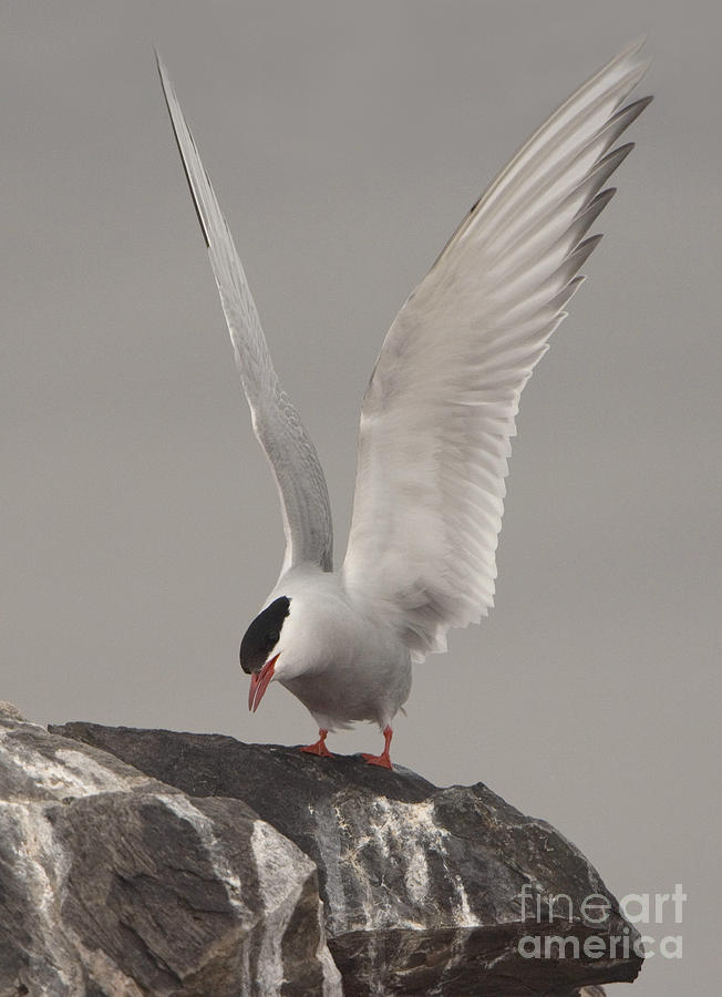 Arctic Tern Alights #1 Photograph by John Shaw
