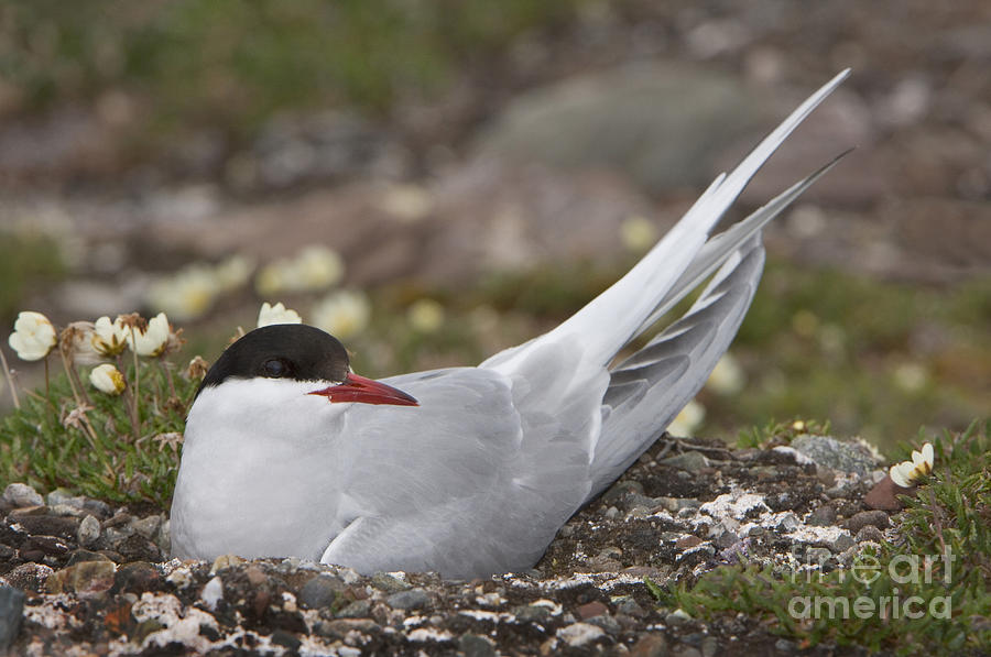 Arctic Tern In Its Nest #1 Photograph by John Shaw