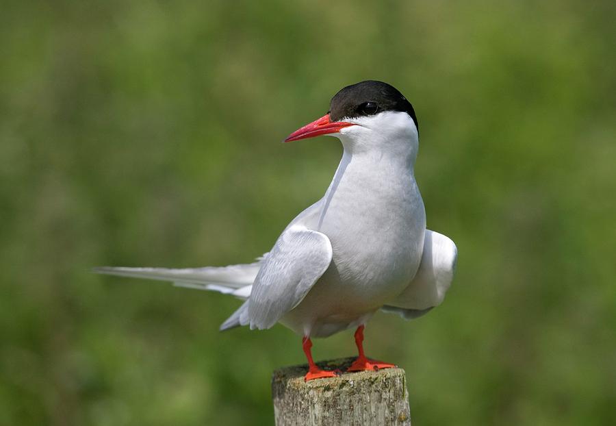 Nature Photograph - Arctic Tern #1 by John Devries/science Photo Library
