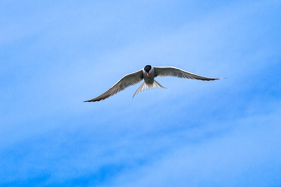 Arctic Tern #3 Photograph by Perla Copernik
