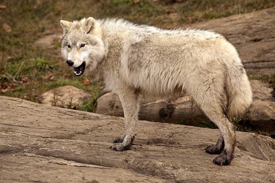 Arctic Wolf #1 Photograph by Eunice Gibb