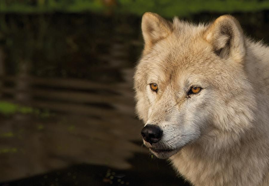 Arctic Wolf #1 Photograph by Josef Pittner