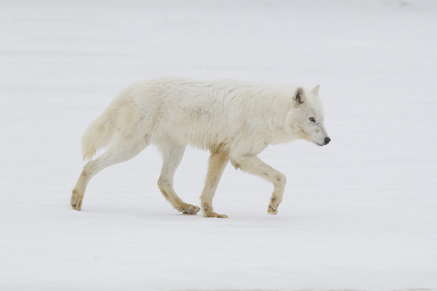 wolf walking side view